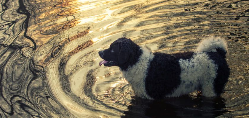 Perro de agua frisón – ¿Qué es esta raza? Descripción y carácter de los perros de aguas