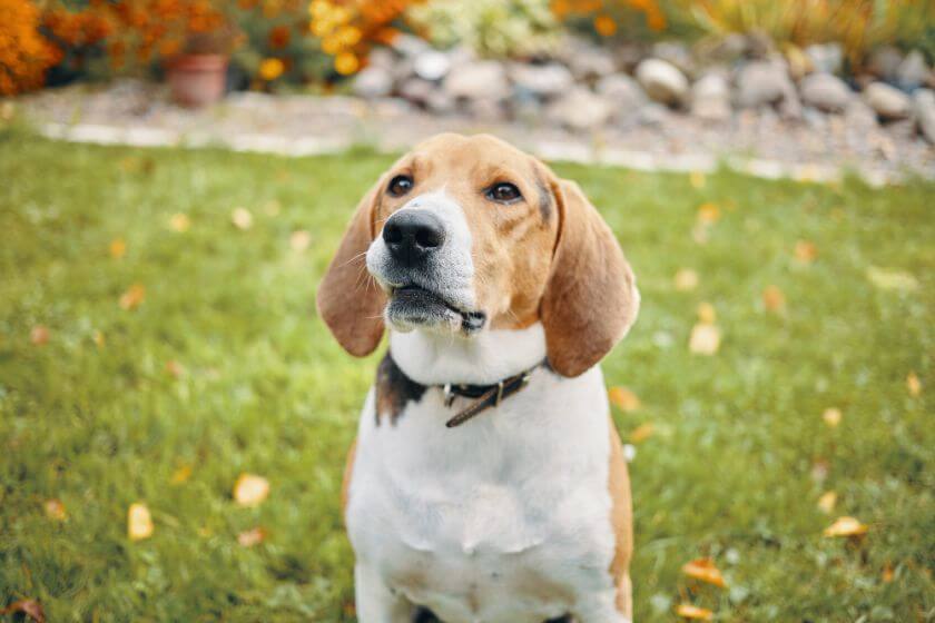 Historia de la creación del patrón del perro beagle