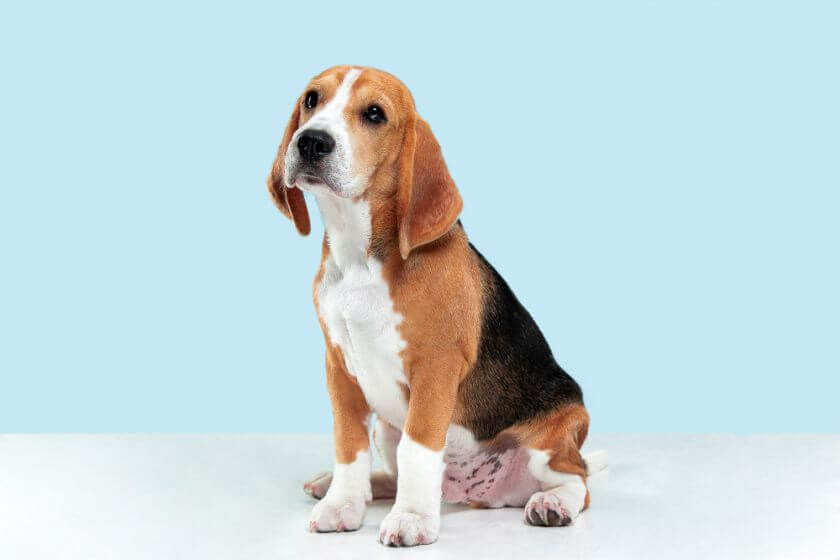 ¿Cómo cuidar el pelaje y la dieta de mi perro beagle?