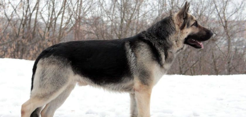 Perro pastor de Europa del Este VEO – raza utilitaria originaria de la Unión Soviética