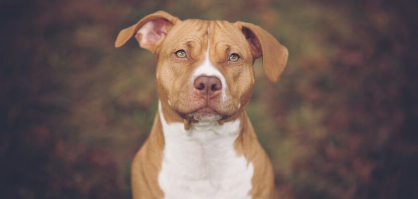 Nariz roja de Pitbull: ¿qué distingue a los perros de este color?