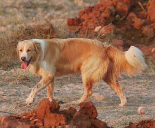 Aidi – descripción de la raza de perro. Vea lo que distingue al perro pastor de las montañas del Atlas.