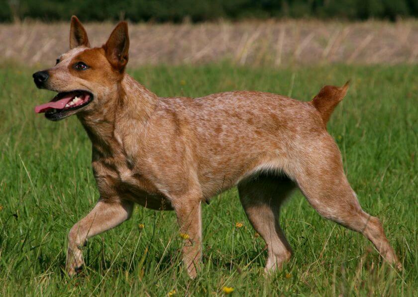 Perro boyero australiano de cola gruesa – descripción de la raza y carácter de los perros poco conocidos en el mundo