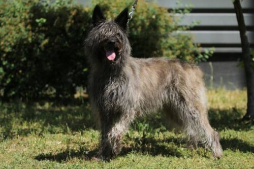 Bouvier des Ardennes: conozca la raza de perro pastor originaria de las Ardenas.