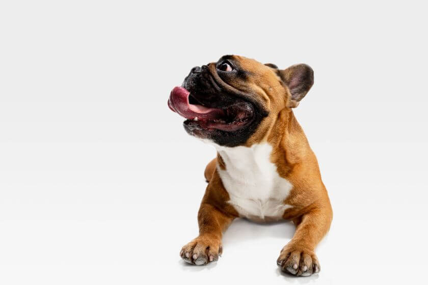 Bulldog – descripción de la raza, disposición y salud