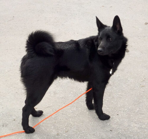 Black Elkhund: conozca al perro criado para la caza del alce Características e historia de la raza