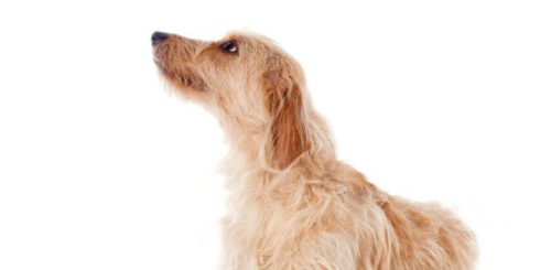 La genciana bretona de pelo áspero, o Griffon Fauve de Bretagne. ¿Una raza de perro francés? Definitivamente no.