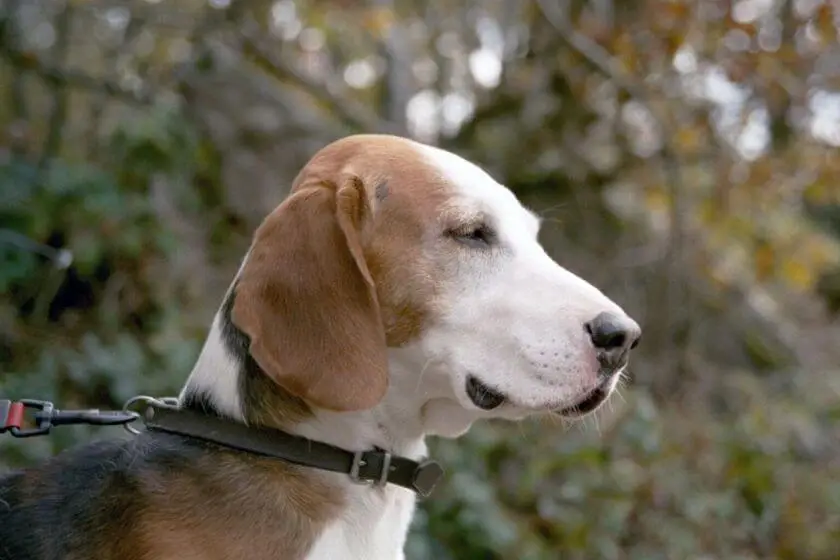 Perro de caza alemán – ¡un perro de caza amable y gentil!