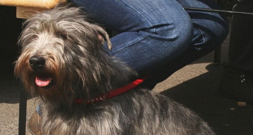 Glen irlandés de imaal terrier – ¡un perro que encaja con casi cualquier cuidador!