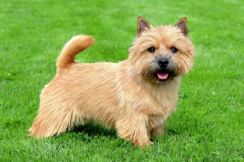 Norwich terrier - pet grooming