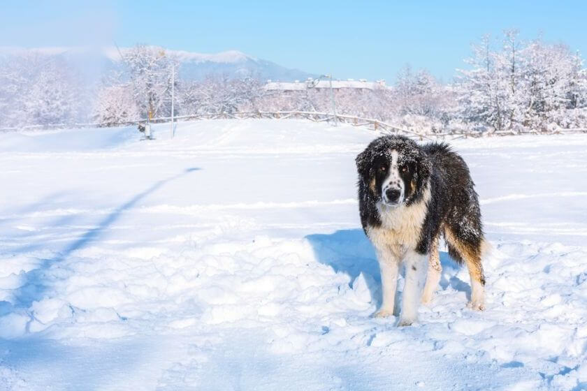 Perro pastor búlgaro Karakachan – ¡una raza de perro que no tiene miedo de vigilar la zona! Descripción y requisitos