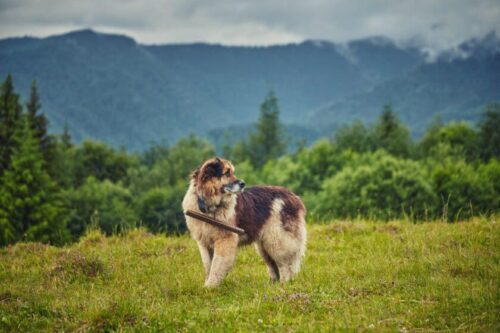 Perro pastor rumano – ¡descubra una raza única con gran aspecto y carácter!