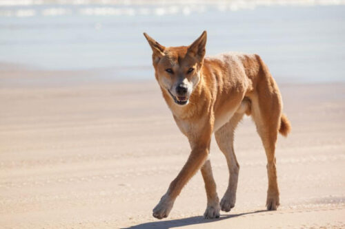 El perro dingo es un animal de la familia de los cánidos que tiene mucho en común con el perro doméstico. Compruébelo usted mismo.