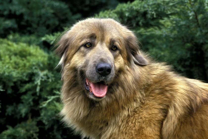 Perro de Montaña Estrella – descripción y características de la raza
