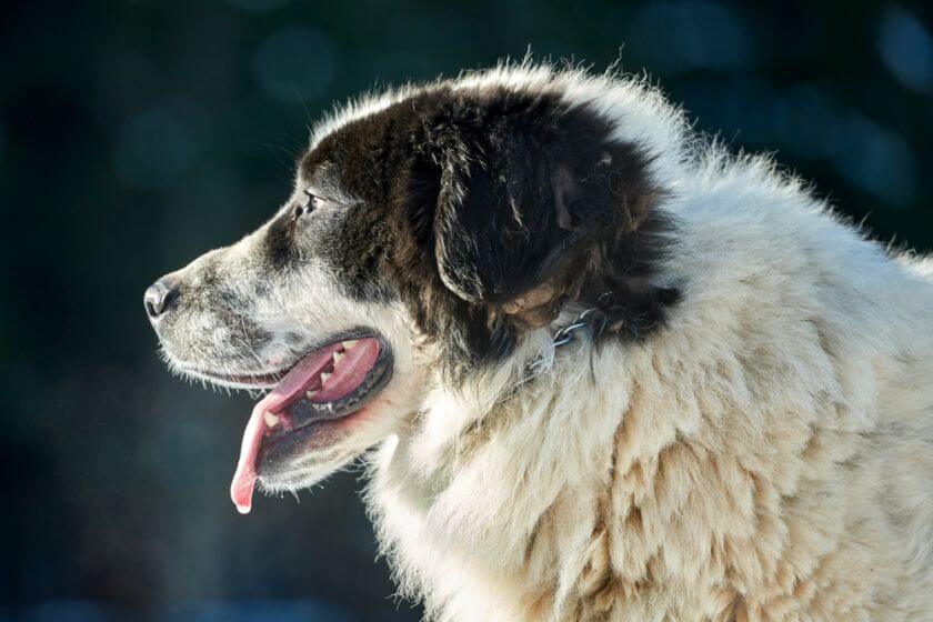 Perro pastor de Bucovina – historia y descripción de la raza