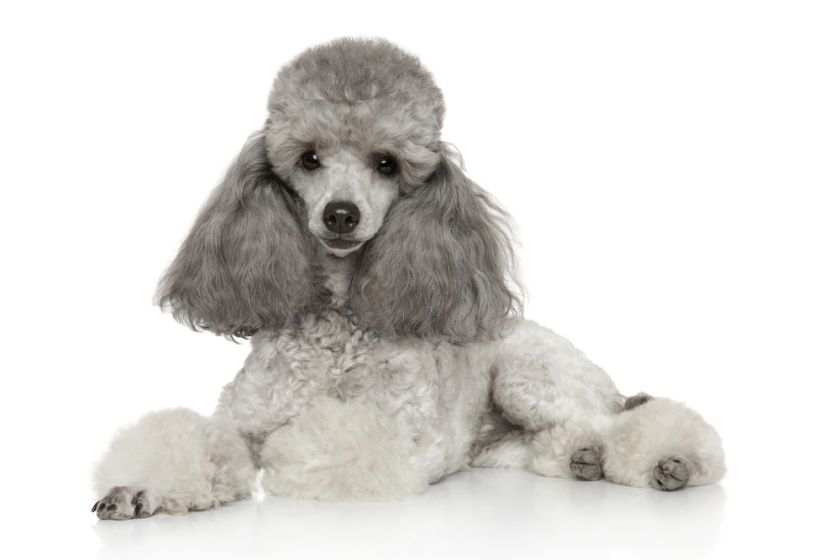 Caniche miniatura - un perro divertido que puede vivir en la manzana