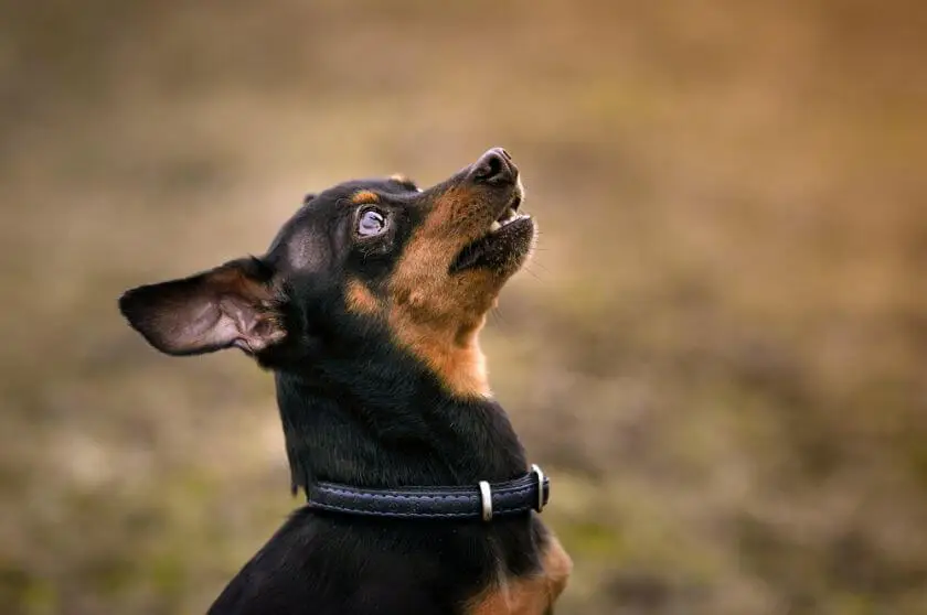 Prague Ratler: un perro miniatura de la República Checa con gran potencial que le robará el corazón.