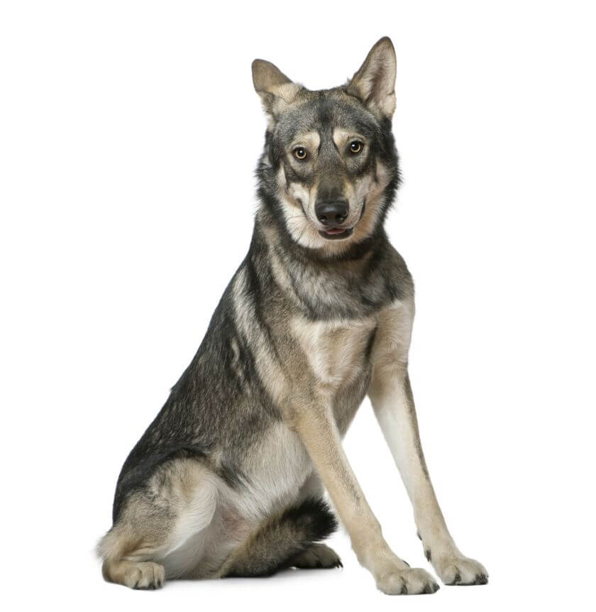 Saarlooswolfhond - precio de un perro de esta raza