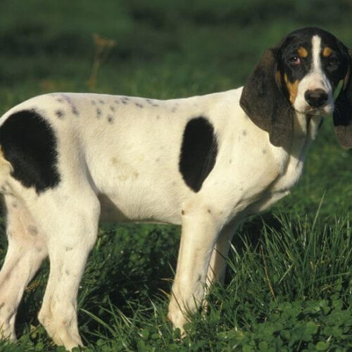 Ariégeois – elegante perro sabueso de Francia