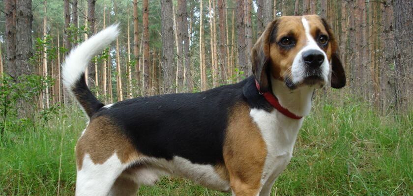 Beagle Harrier: un perro que encantará a las personas activas y pacientes