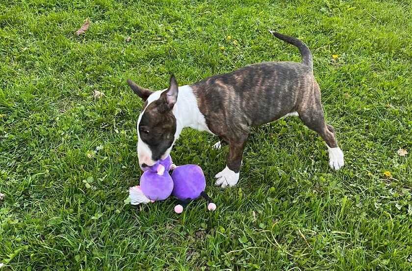 Bulter puppy plays with toy