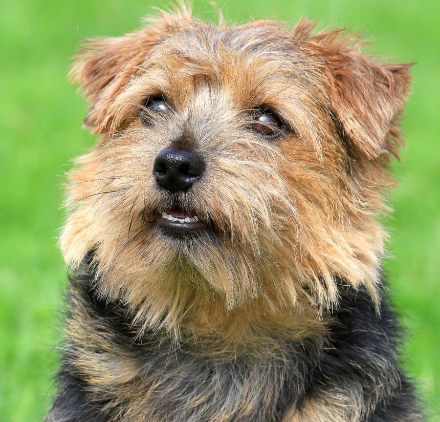 Norfolk terrier - apariencia