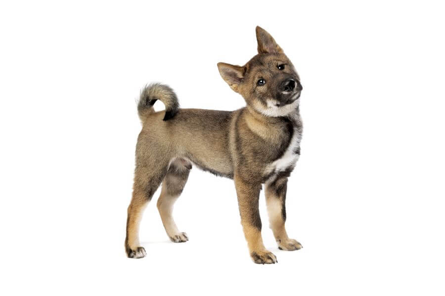 De dónde viene la raza más antigua de perro shikoku