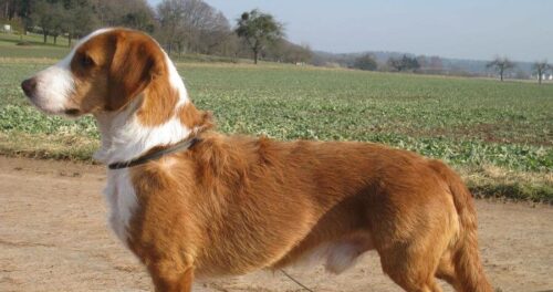 Westphalian Shorthaired Mongrel – perro de caza en miniatura con fuerte carácter