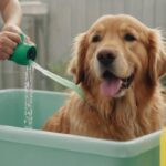 Como Bañar a un Perro