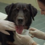 Cómo Curar una Herida a un Perro