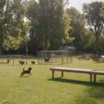 Cómo Hacer un Parque para Perros Casero