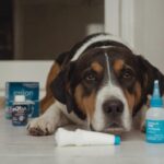 Otitis en Perros: Tratamiento Efectivo