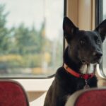 Se pueden llevar perros en el autobús urbano