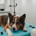 Tratamiento del Glaucoma en Perros