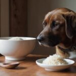 ¿Puedo alimentar a mi perro con arroz todos los días?